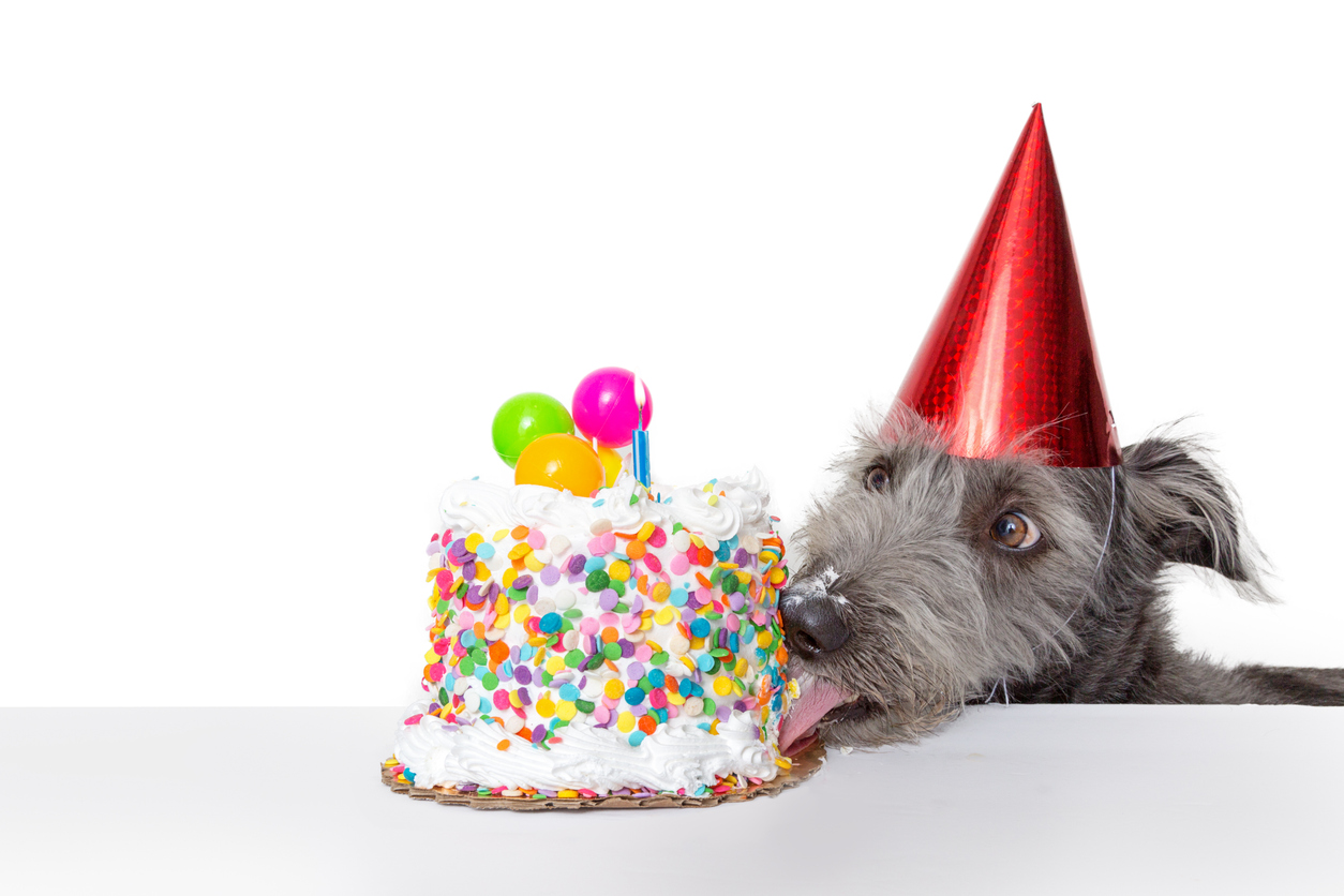 Hund Geburtstag